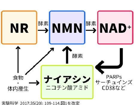 NMNとNAD+とナイアシンアミドの関係を表した図