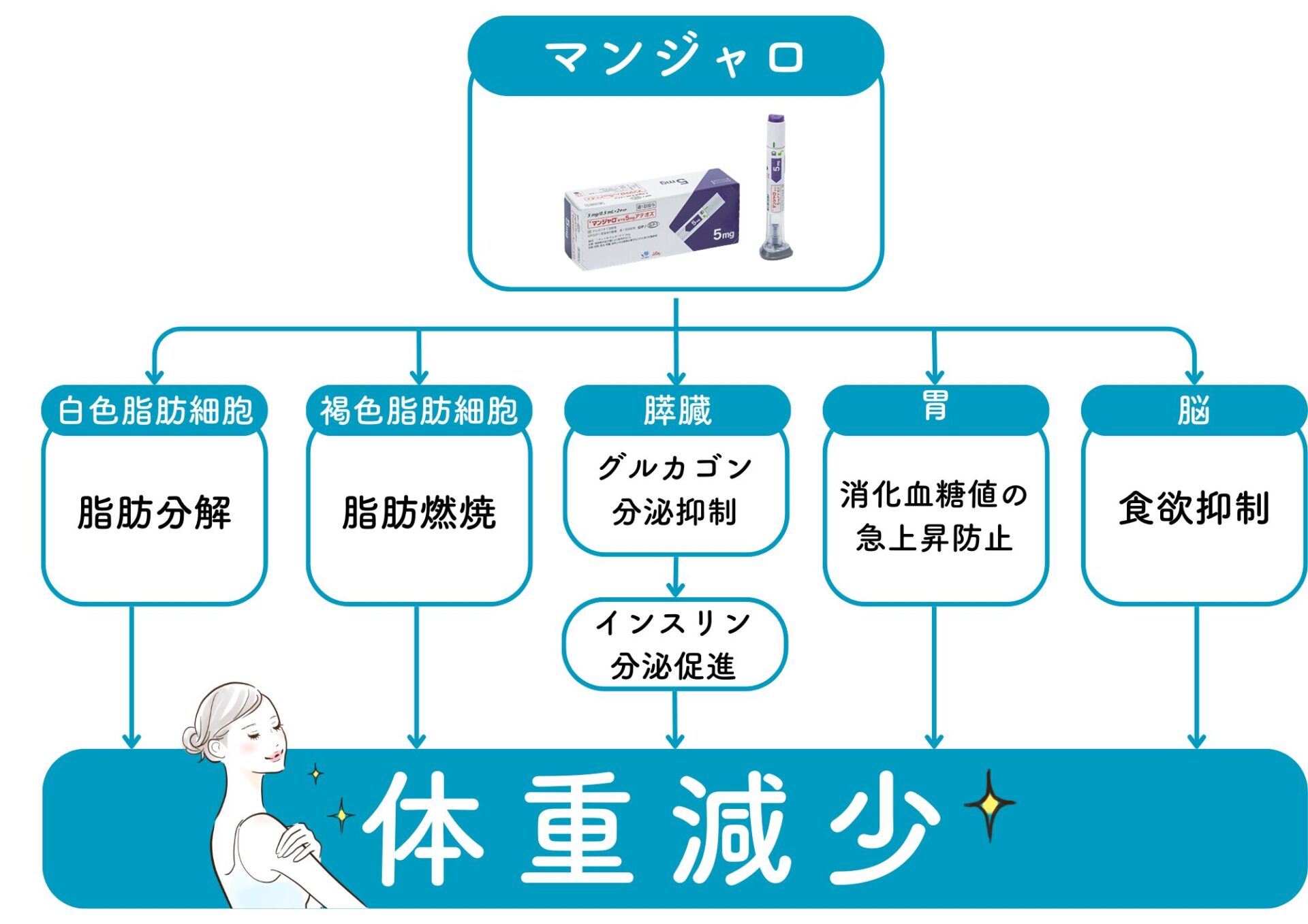 マンジャロの体重減少のメカニズムの図