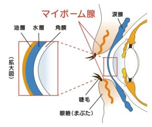 マイボーム腺