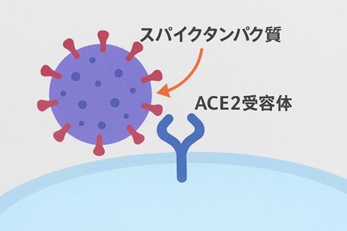 ニンバス株のイメージのイラスト