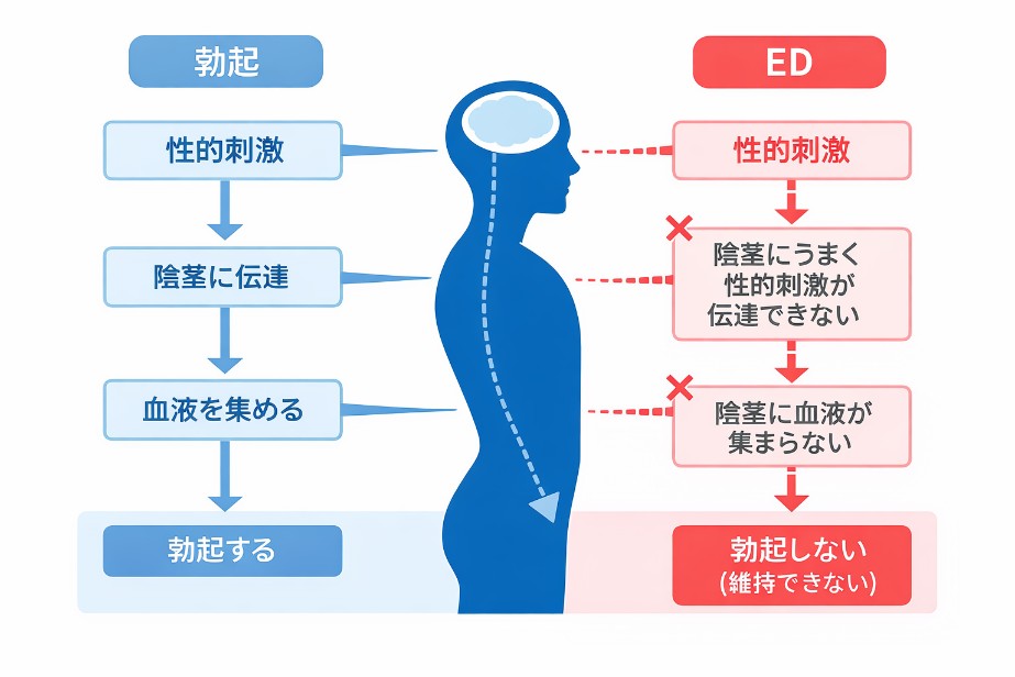 EDと正常な状態のメカニズム
