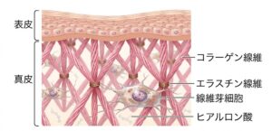 線維芽細胞と真皮の成分