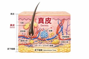 真皮の構造