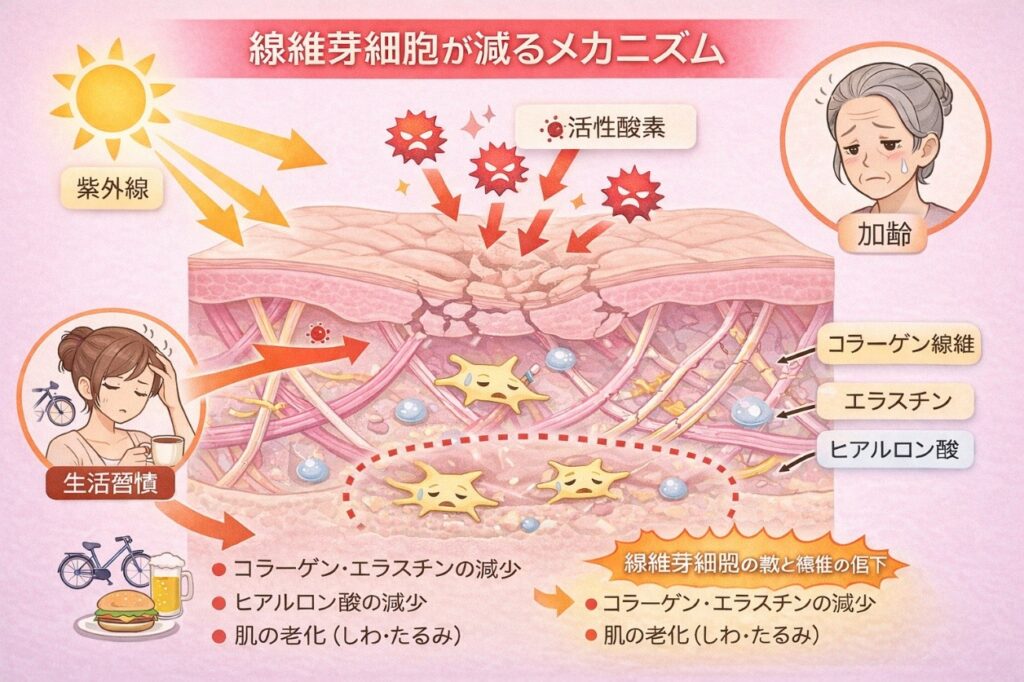 線維芽細胞が減る原因・メカニズム