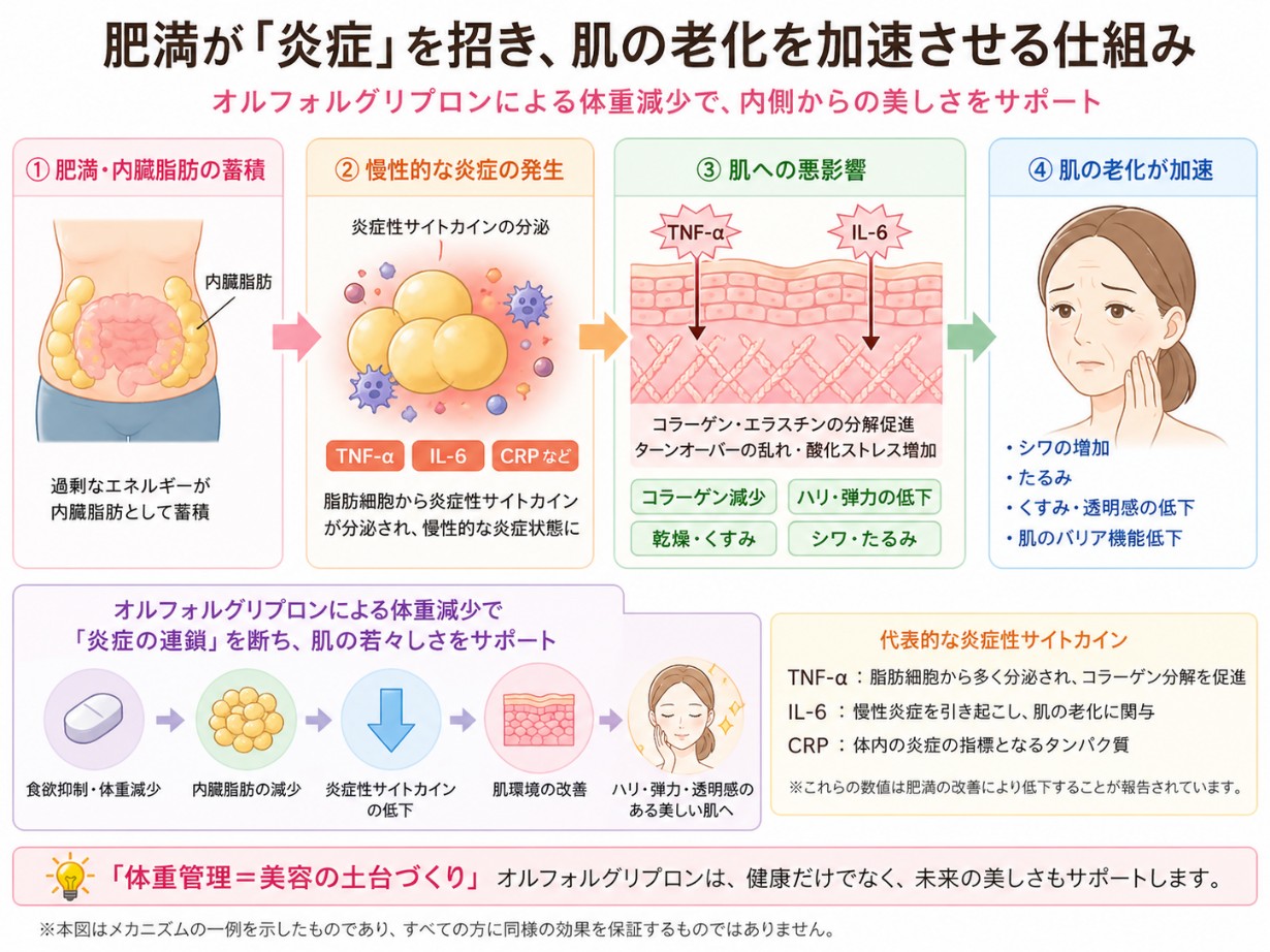 肥満から炎症、肌老化が起こるメカニズム