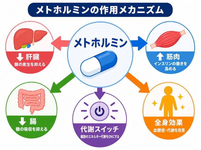 メトホルミンの作用メカニズム