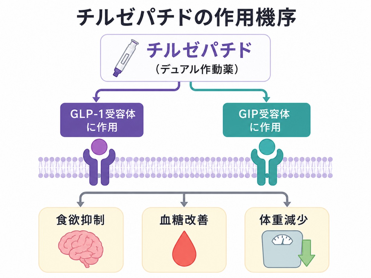 チルゼパチドの作用メカニズム