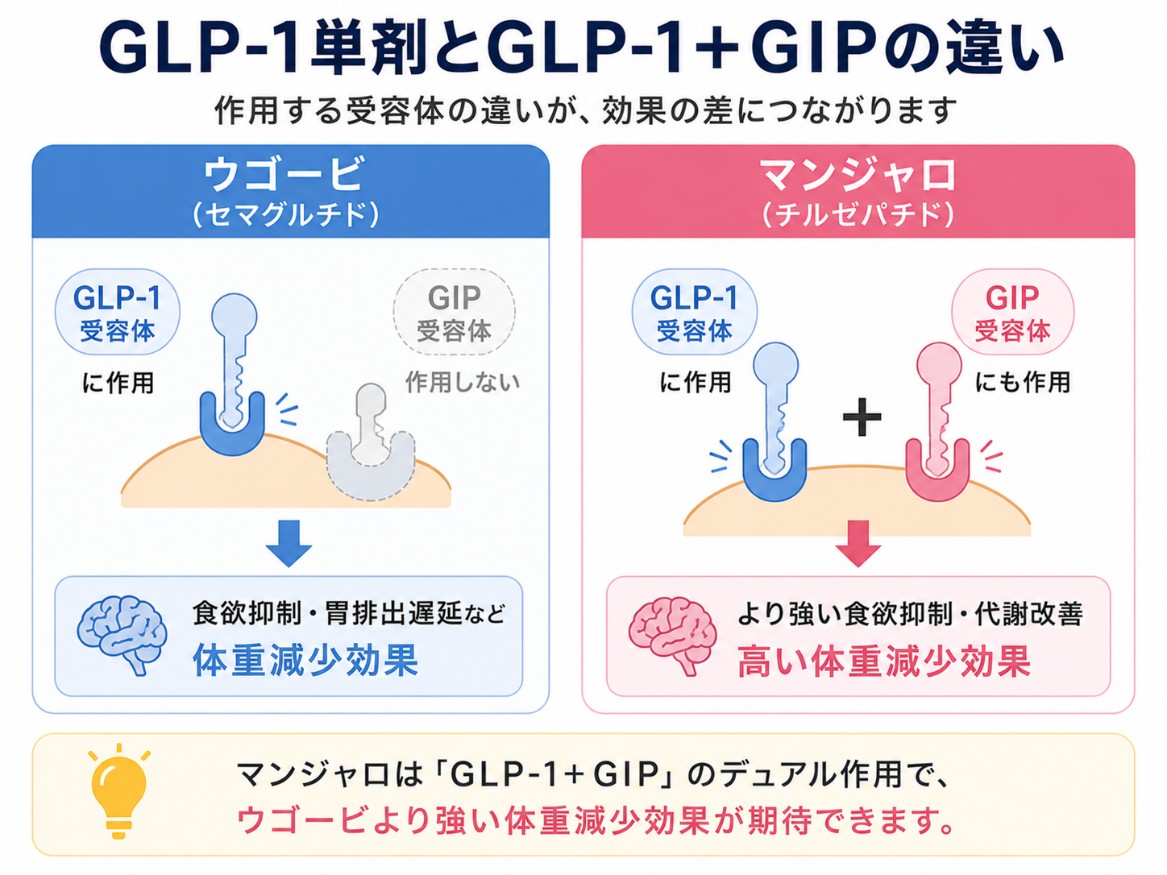 ウゴービとマンジャロのメカニズムの違い