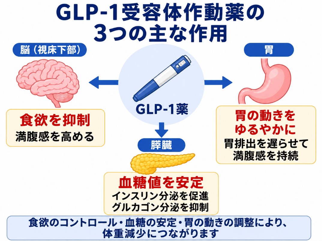 GLP-1受容体作動薬の３つの作用