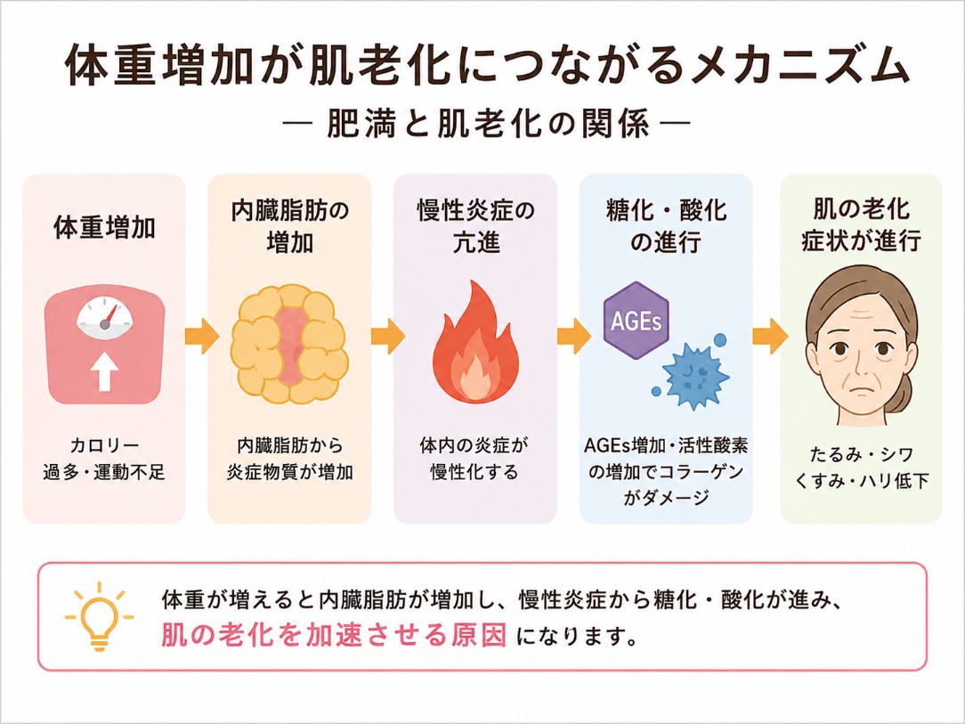 体重増加と肌老化のメカニズム