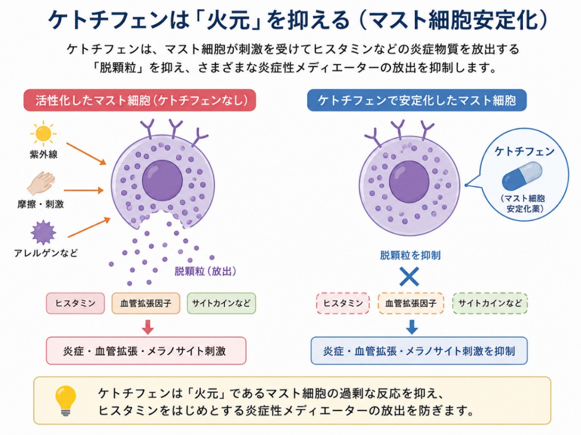 ケトチフェンのマスト細胞安定化のメカニズム