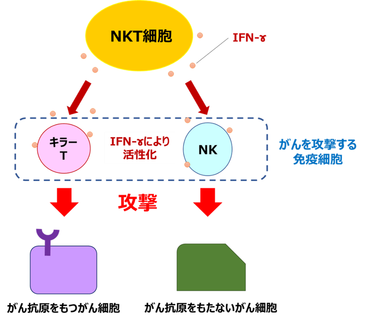 iNKT療法の仕組み