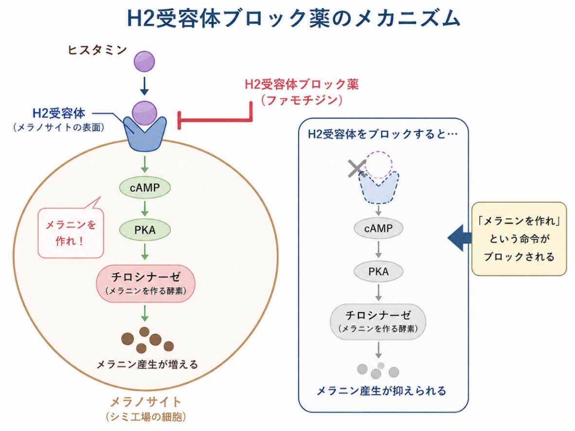 H2受容体ブロック薬のメカニズム
