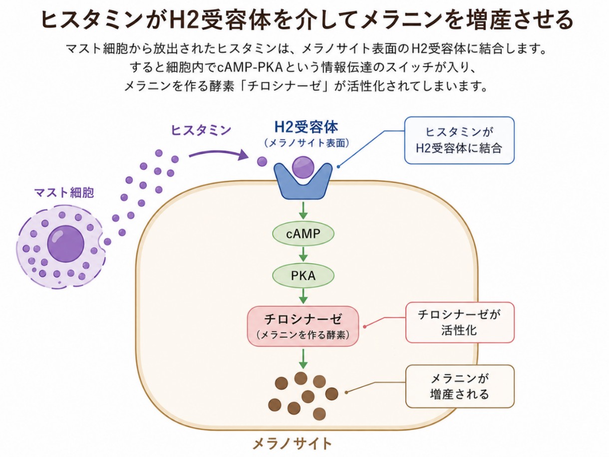 ヒスタミンがH2受容体を介してメラニンを増産させるメカニズム