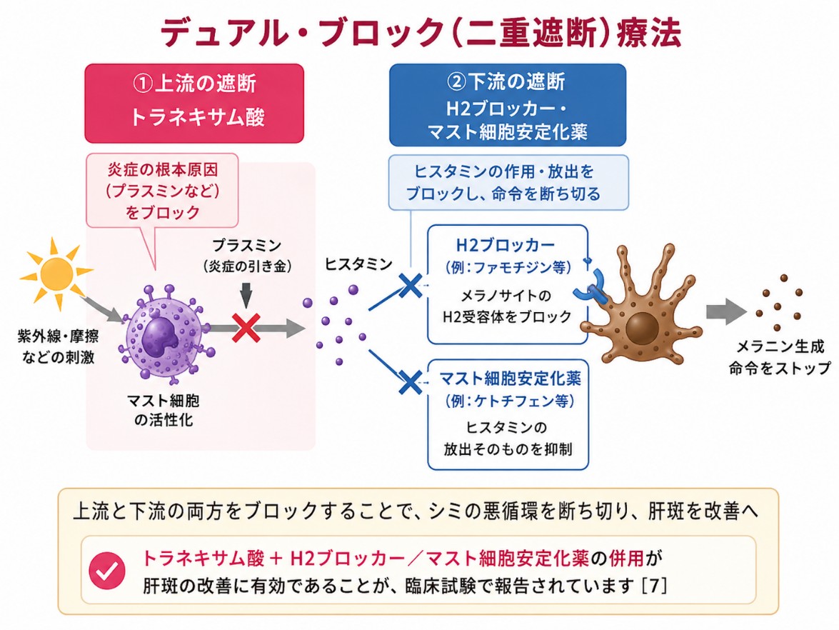 デュアル・ブロック療法のメカニズム