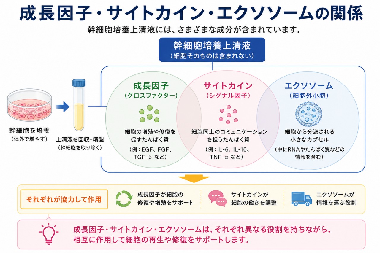 成長因子・サイトカイン・エクソソームの関係を示す図