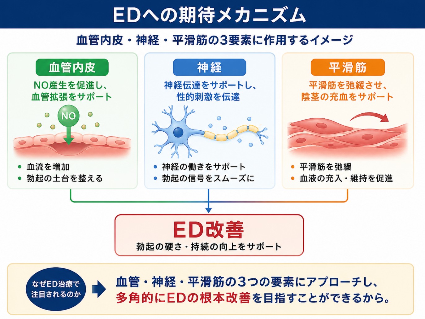 ヒト幹細胞培養液上清液の期待されるメカニズム