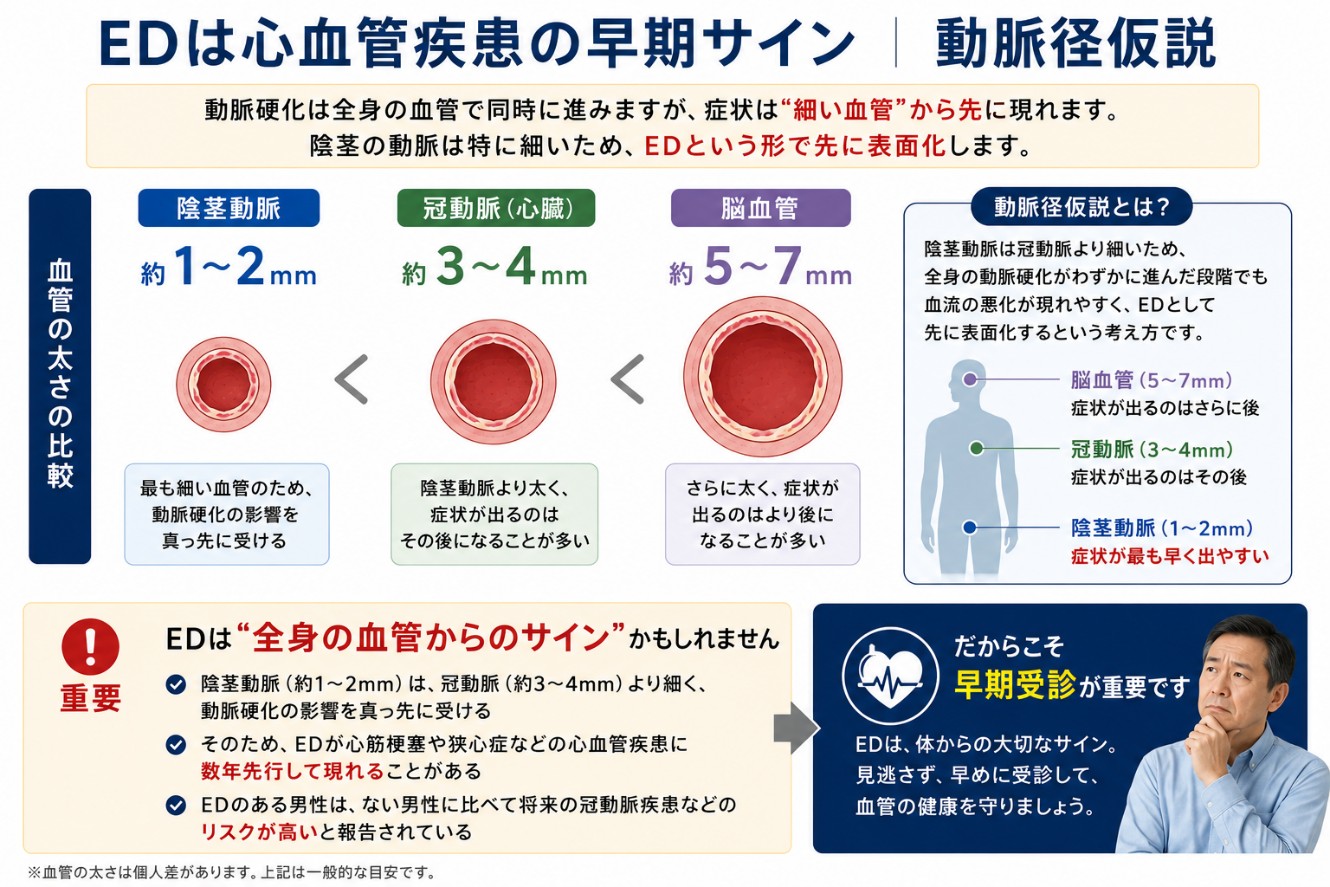 動脈径仮説を説明する図