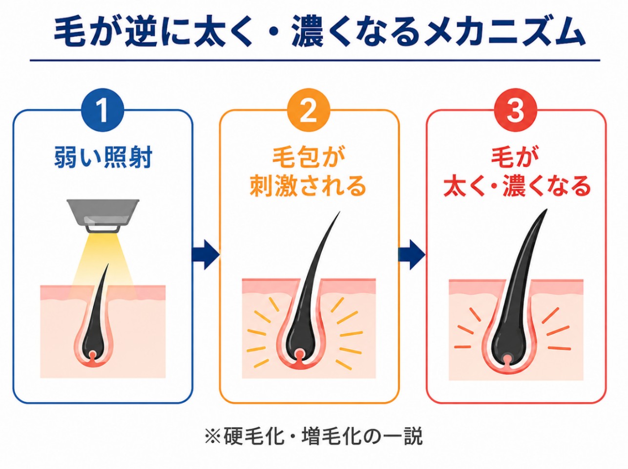 硬毛化・増毛化のメカニズム