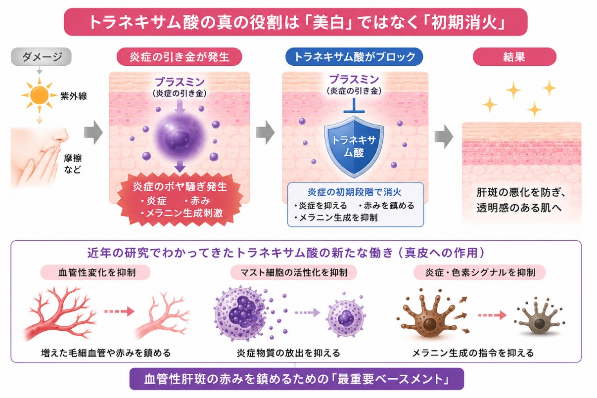 トラネキサム酸の肝斑の効果のメカニズム（初期消火）
