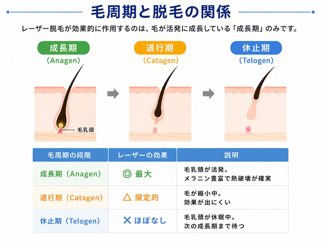 毛周期と脱毛の関係