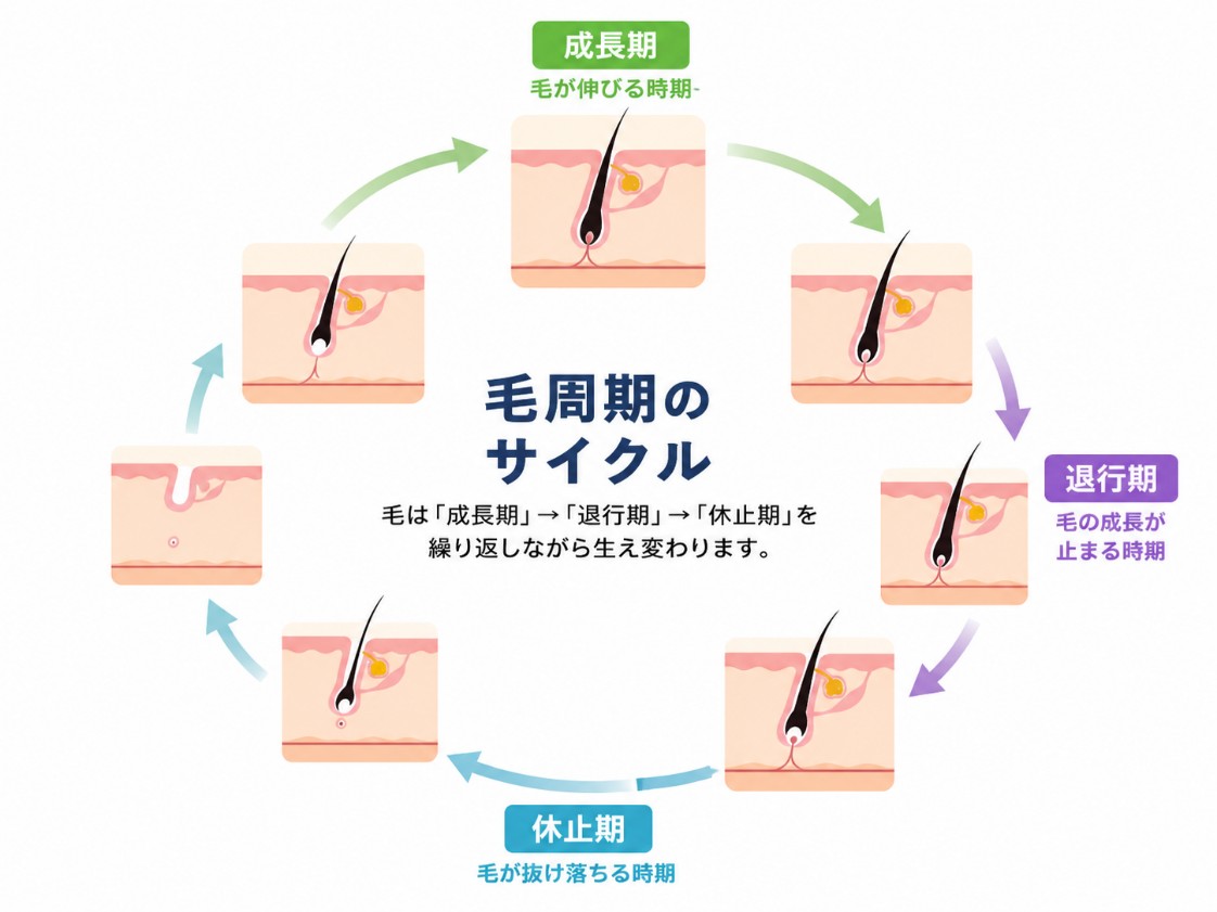 毛周期のサイクル