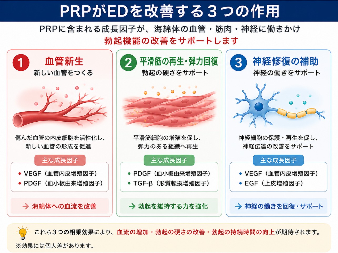 PRP療法がEDを改善するメカニズム