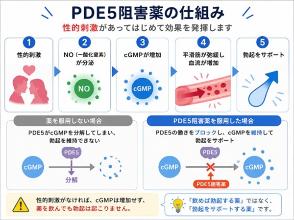 PDE5阻害薬の仕組み
