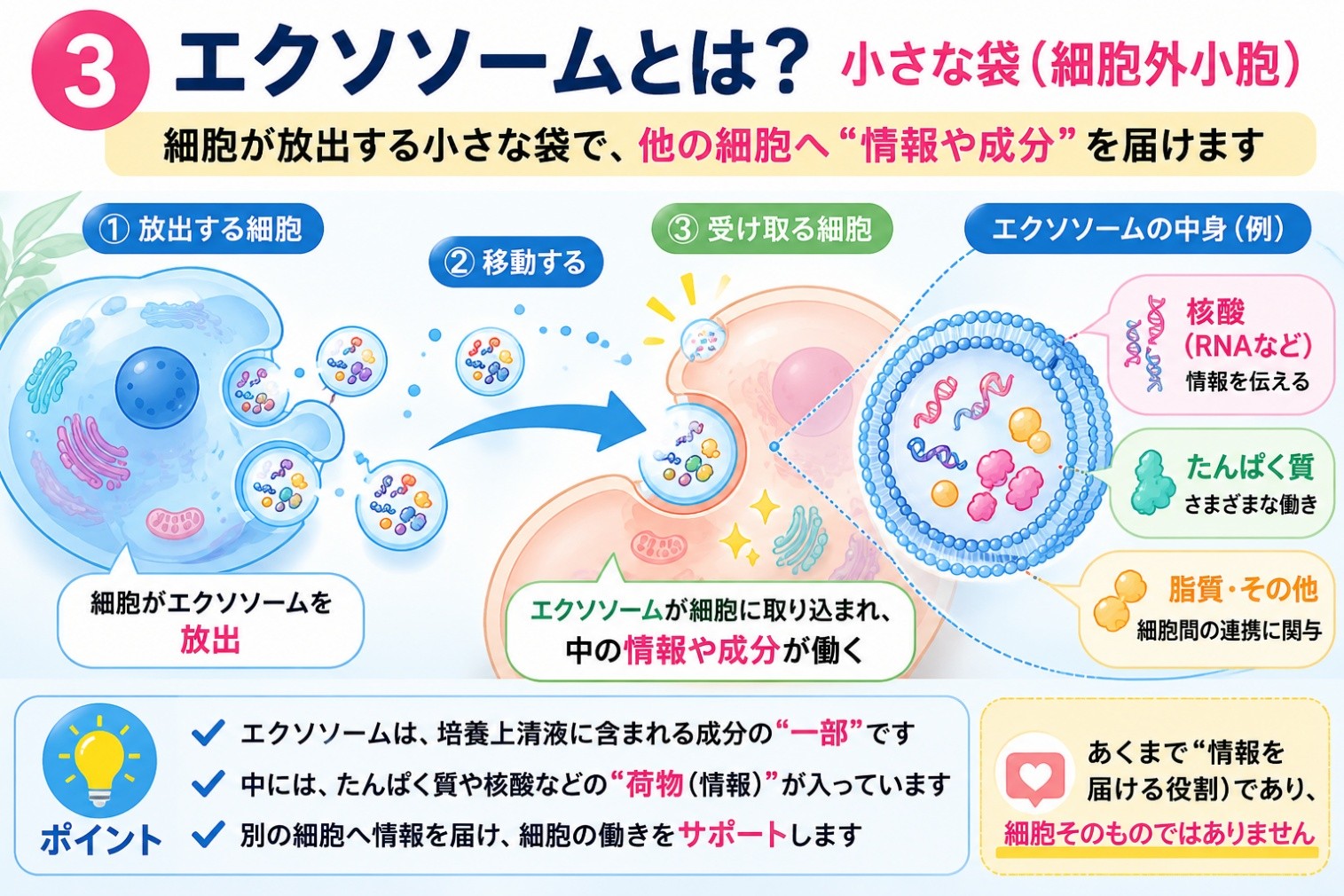 エクソソームの図解