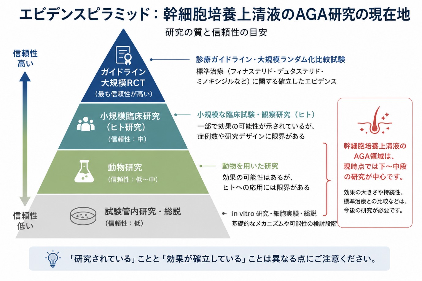毛髪・頭皮に関する研究のイメージ写真