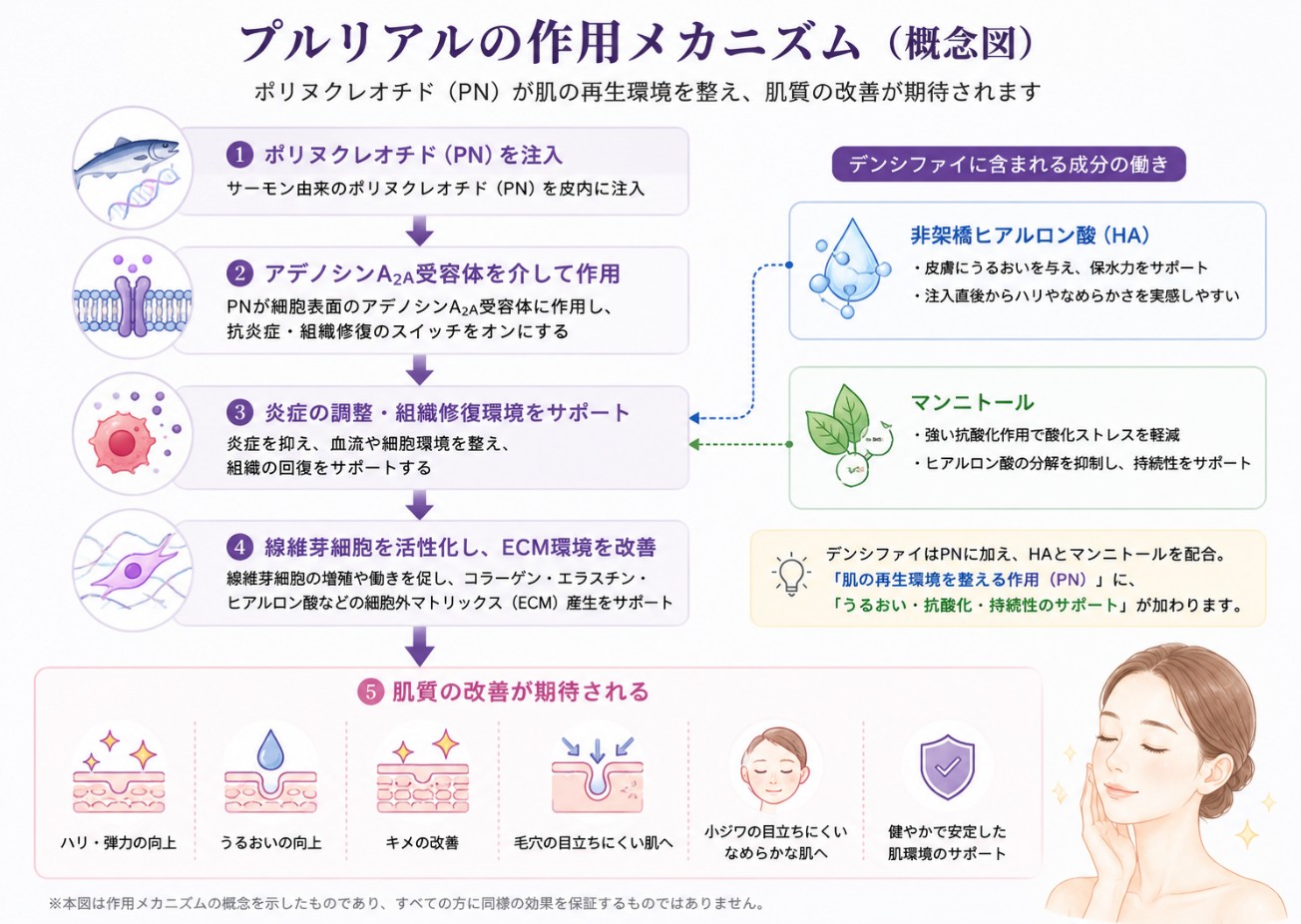 ポリヌクレオチドPNの作用メカニズムの概念図