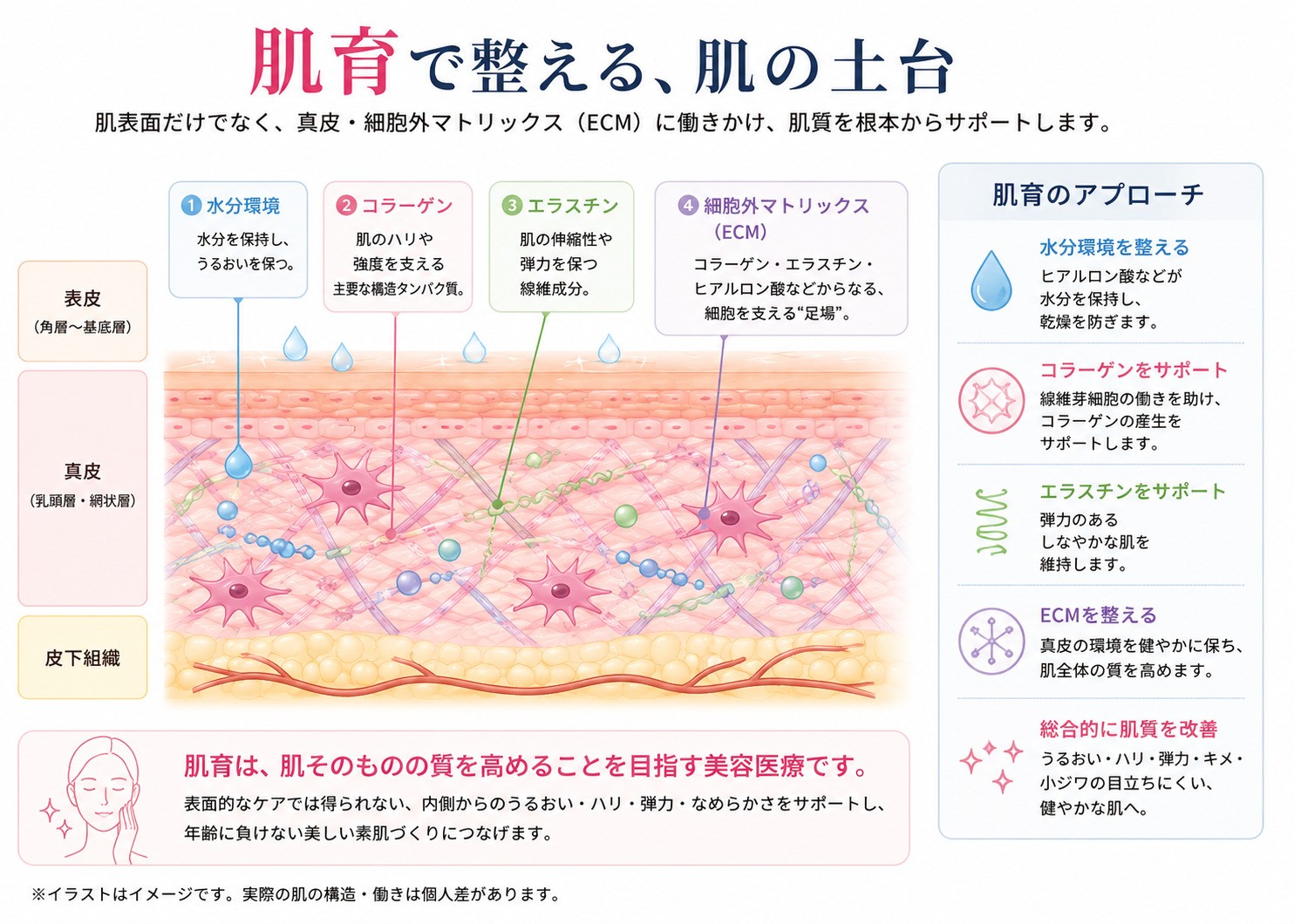 肌育がアプローチする水分環境・コラーゲン・エラスチン・細胞外マトリックス