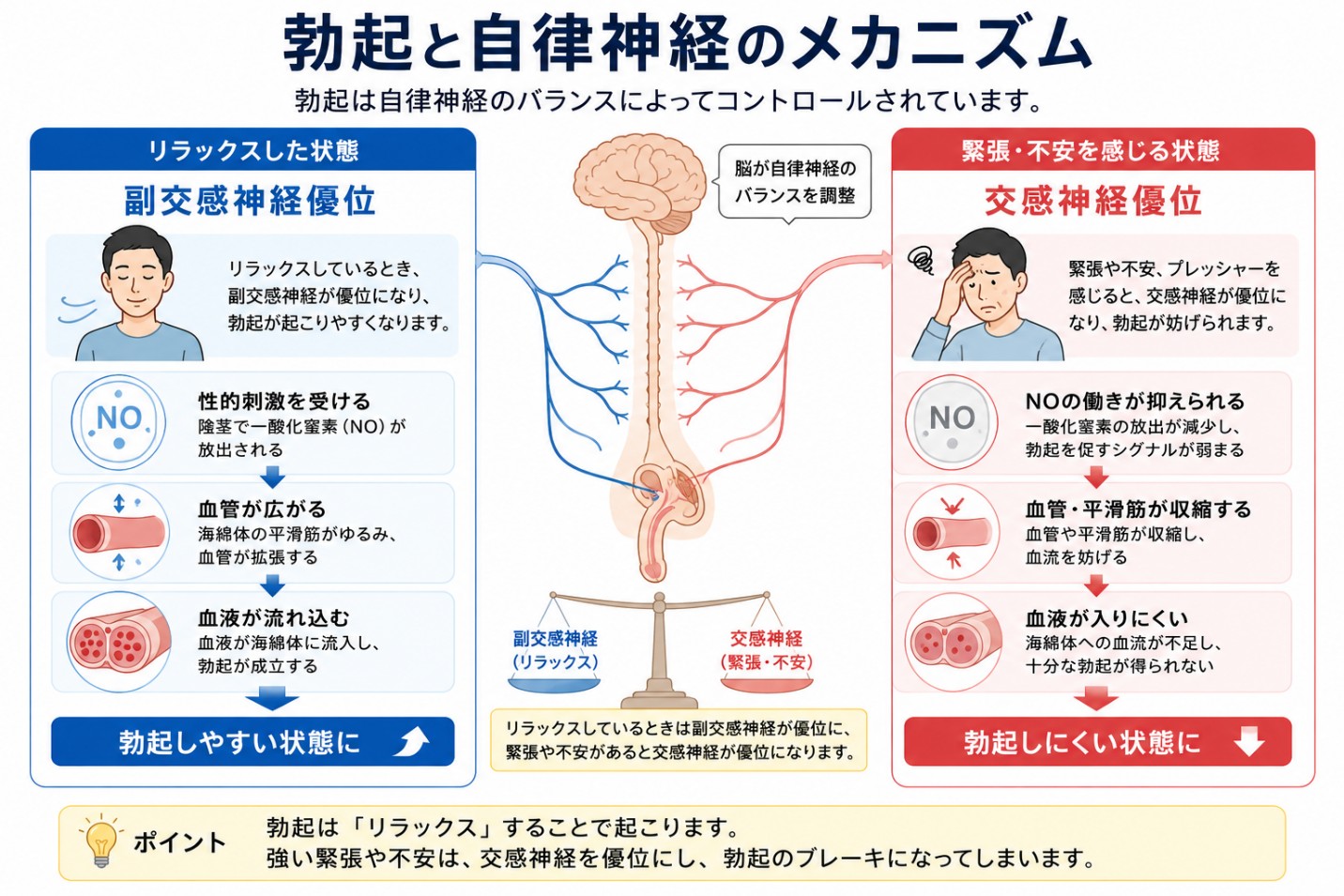勃起と自律神経のメカニズム