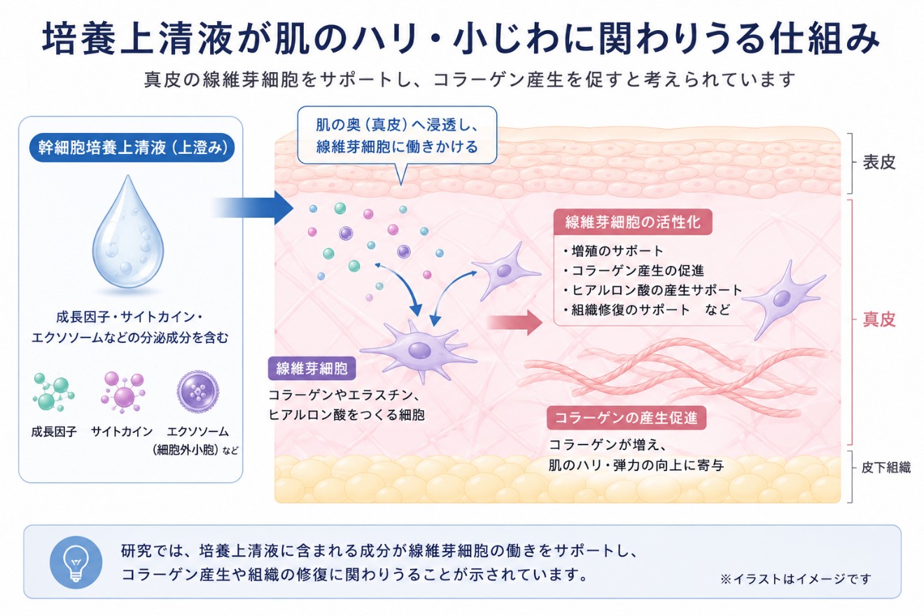 真皮の線維芽細胞とコラーゲンに関わる培養上清液の模式図